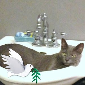 Meet your Posher, Susan